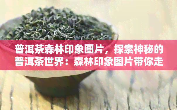 普洱茶森林印象图片，探索神秘的普洱茶世界：森林印象图片带你走进茶叶的故乡