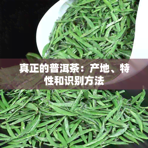 真正的普洱茶：产地、特性和识别方法