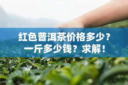 红色普洱茶价格多少？一斤多少钱？求解！