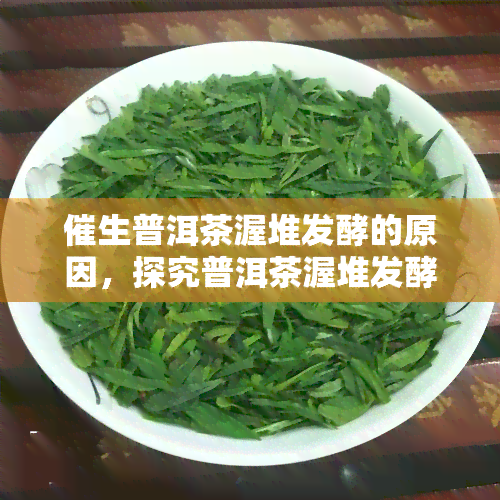 催生普洱茶渥堆发酵的原因，探究普洱茶渥堆发酵的催化剂：催生原因解析