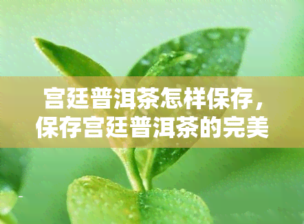 宫廷普洱茶怎样保存，保存宫廷普洱茶的完美指南