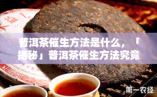 普洱茶催生方法是什么，「揭秘」普洱茶催生方法究竟是什么？