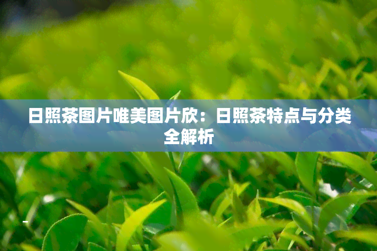 日照茶图片唯美图片欣：日照茶特点与分类全解析