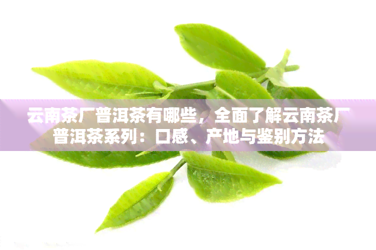 云南茶厂普洱茶有哪些，全面了解云南茶厂普洱茶系列：口感、产地与鉴别方法