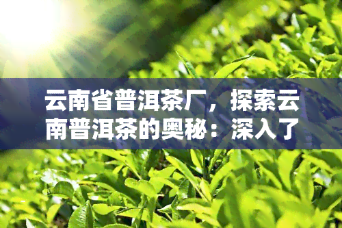 云南省普洱茶厂，探索云南普洱茶的奥秘：深入了解普洱茶厂的历和制作工艺