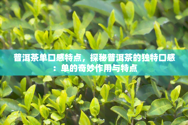 普洱茶单口感特点，探秘普洱茶的独特口感：单的奇妙作用与特点