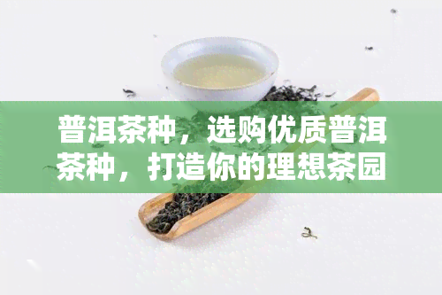 普洱茶种，选购优质普洱茶种，打造你的理想茶园！