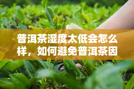 普洱茶湿度太低会怎么样，如何避免普洱茶因湿度过低而变质？