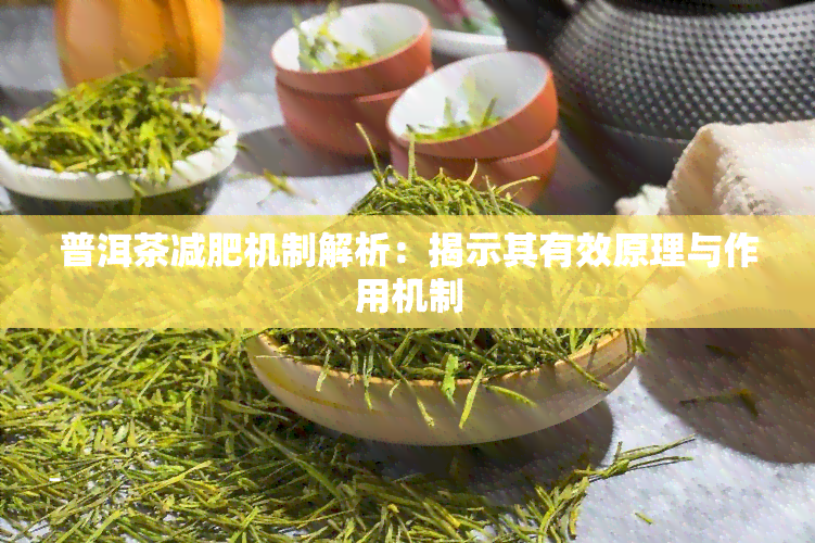 普洱茶减肥机制解析：揭示其有效原理与作用机制