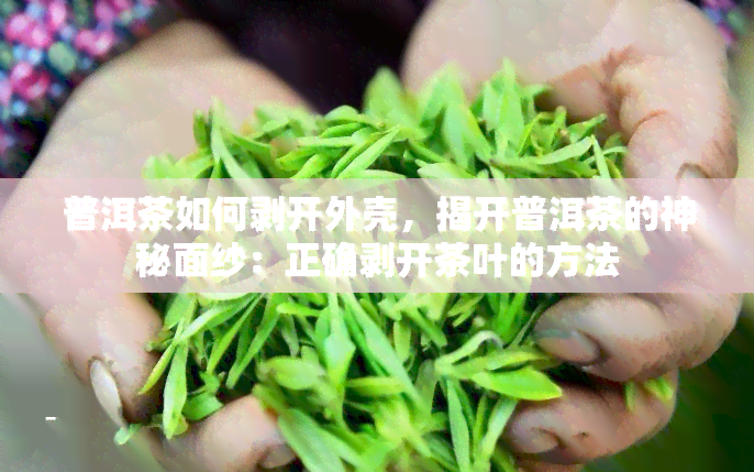 普洱茶如何剥开外壳，揭开普洱茶的神秘面纱：正确剥开茶叶的方法