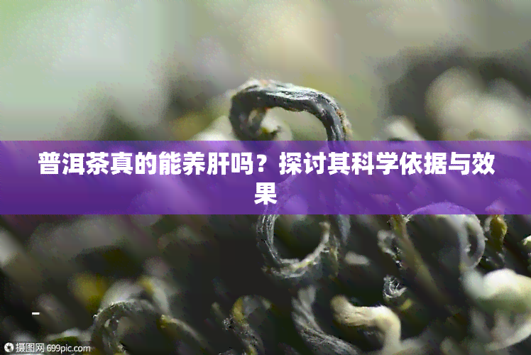 普洱茶真的能养肝吗？探讨其科学依据与效果