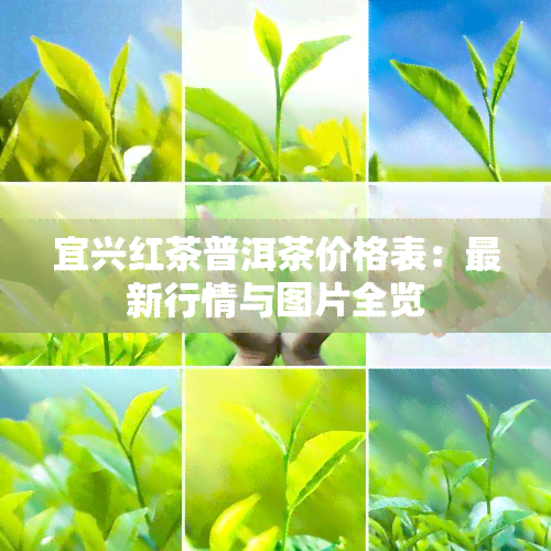 宜兴红茶普洱茶价格表：最新行情与图片全览