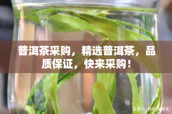 普洱茶采购，精选普洱茶，品质保证，快来采购！