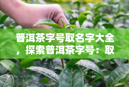 普洱茶字号取名字大全，探索普洱茶字号：取名的艺术与灵感