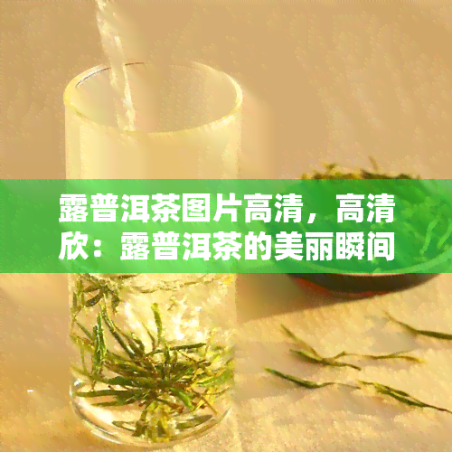 露普洱茶图片高清，高清欣：露普洱茶的美丽瞬间