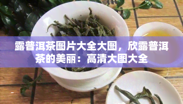 露普洱茶图片大全大图，欣露普洱茶的美丽：高清大图大全