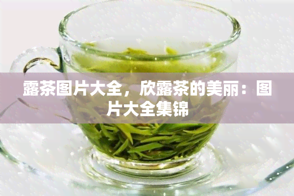 露茶图片大全，欣露茶的美丽：图片大全集锦