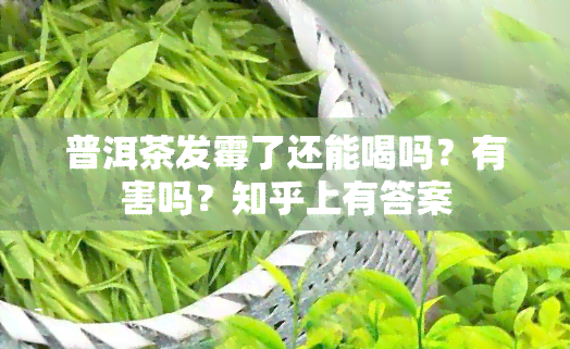 普洱茶发霉了还能喝吗？有害吗？知乎上有答案