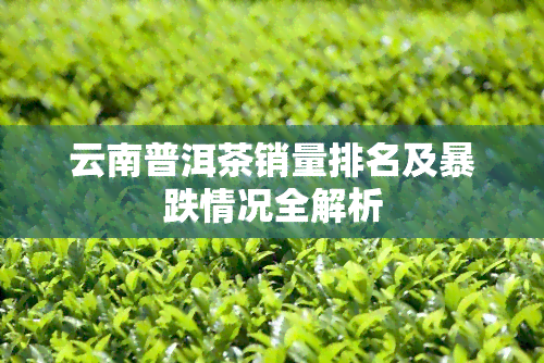 云南普洱茶销量排名及暴跌情况全解析