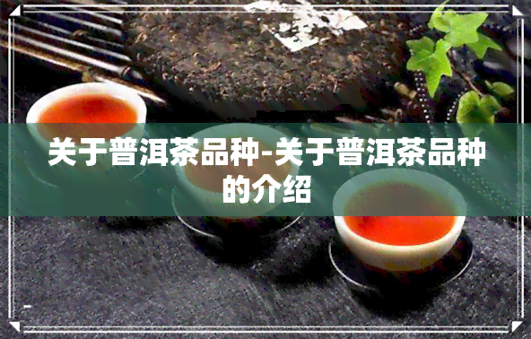 关于普洱茶品种-关于普洱茶品种的介绍