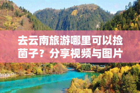 去云南旅游哪里可以捡菌子？分享视频与图片