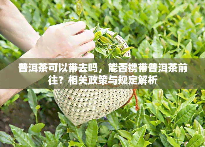 普洱茶可以带去吗，能否携带普洱茶前往？相关政策与规定解析