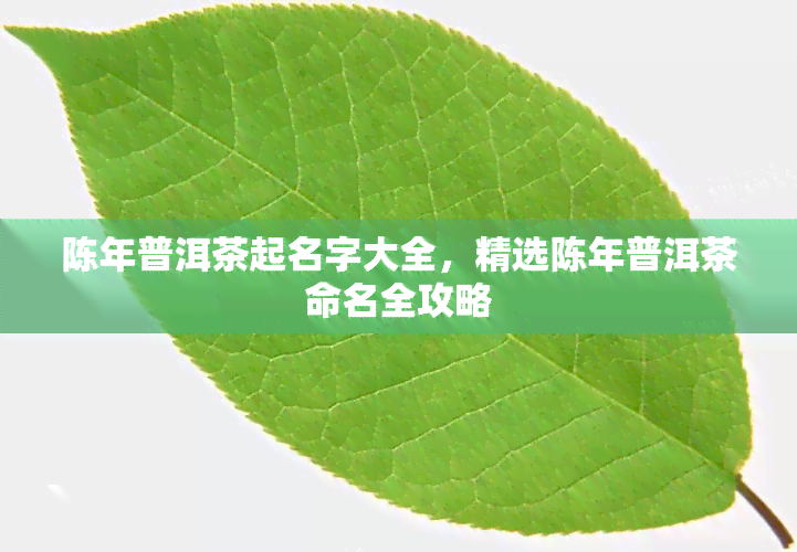 陈年普洱茶起名字大全，精选陈年普洱茶命名全攻略