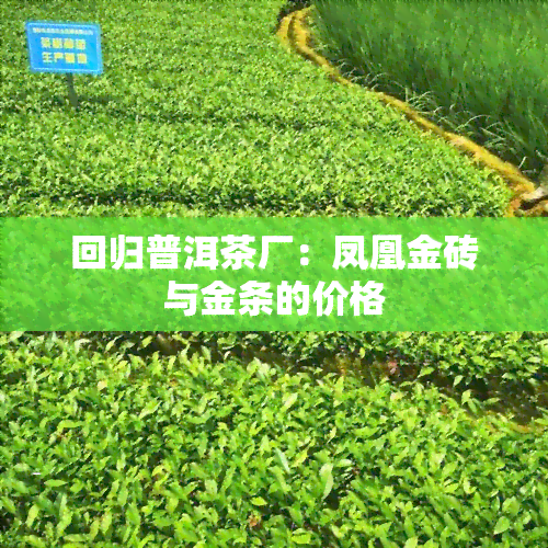 回归普洱茶厂：凤凰金砖与金条的价格