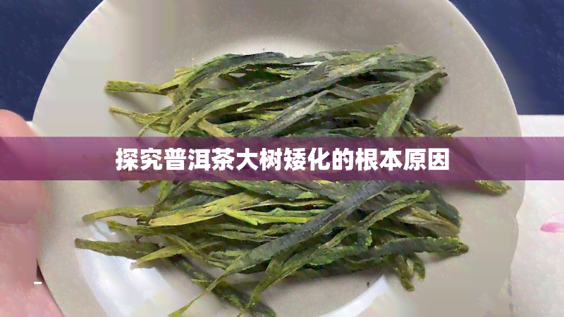 探究普洱茶大树矮化的根本原因