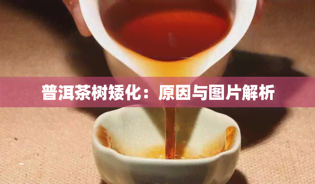 普洱茶树矮化：原因与图片解析