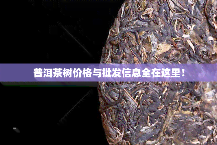 普洱茶树价格与批发信息全在这里！