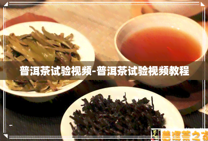 普洱茶试验视频-普洱茶试验视频教程