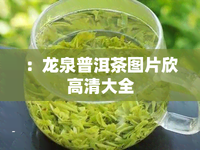 ：龙泉普洱茶图片欣高清大全