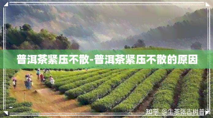 普洱茶紧压不散-普洱茶紧压不散的原因