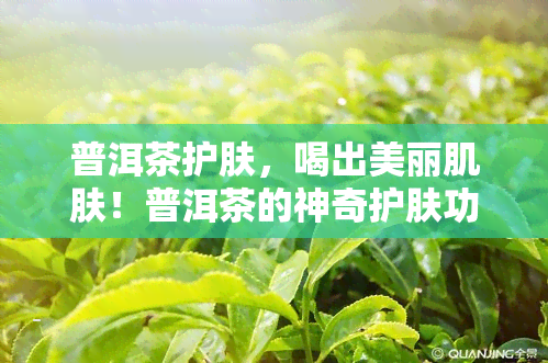 普洱茶护肤，喝出美丽肌肤！普洱茶的神奇护肤功效