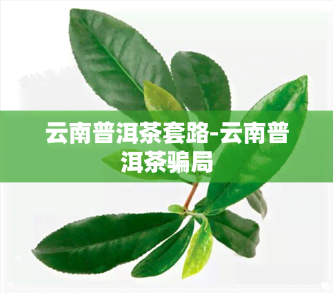 云南普洱茶套路-云南普洱茶骗局