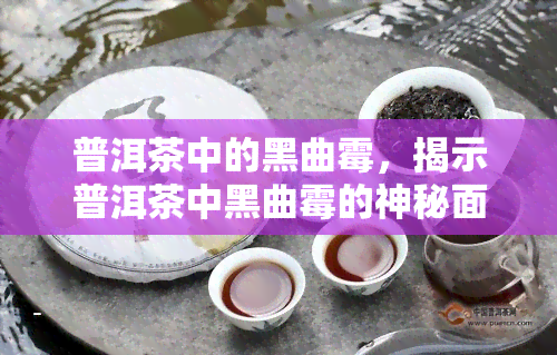 普洱茶中的黑曲霉，揭示普洱茶中黑曲霉的神秘面纱