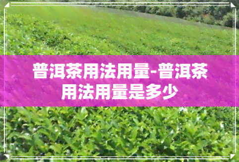 普洱茶用法用量-普洱茶用法用量是多少