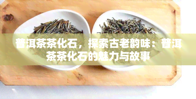 普洱茶茶化石，探索古老韵味：普洱茶茶化石的魅力与故事