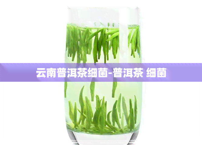 云南普洱茶细菌-普洱茶 细菌