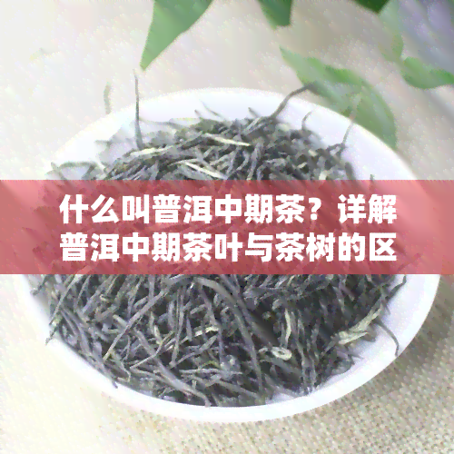 什么叫普洱中期茶？详解普洱中期茶叶与茶树的区别