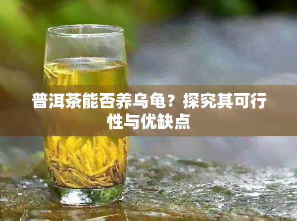 普洱茶能否养乌龟？探究其可行性与优缺点