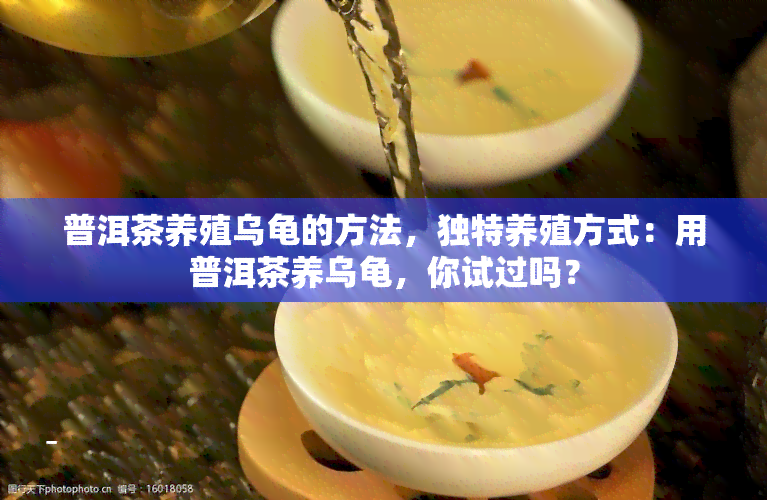 普洱茶养殖乌龟的方法，独特养殖方式：用普洱茶养乌龟，你试过吗？