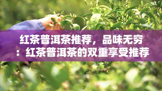 红茶普洱茶推荐，品味无穷：红茶普洱茶的双重享受推荐