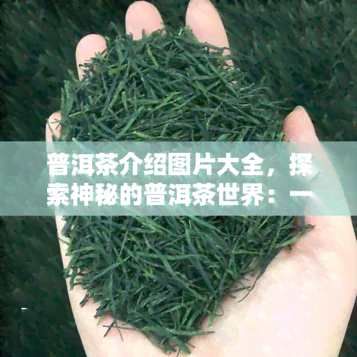 普洱茶介绍图片大全，探索神秘的普洱茶世界：一份全面的介绍图片大全