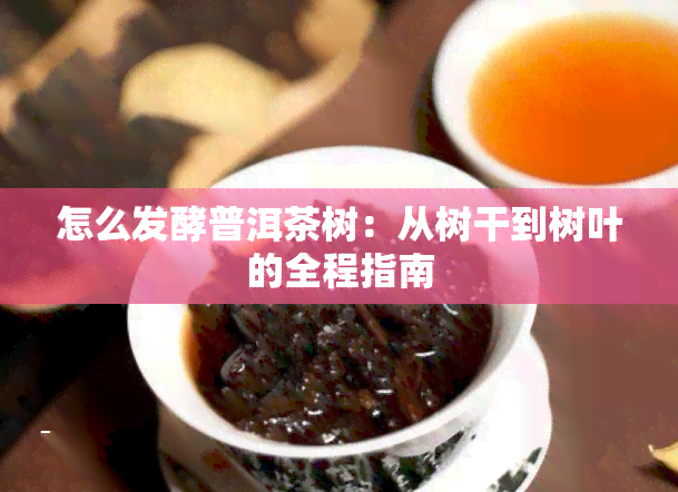 怎么发酵普洱茶树：从树干到树叶的全程指南