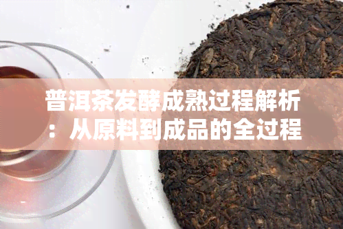 普洱茶发酵成熟过程解析：从原料到成品的全过程