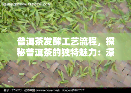 普洱茶发酵工艺流程，探秘普洱茶的独特魅力：深入了解其发酵工艺流程