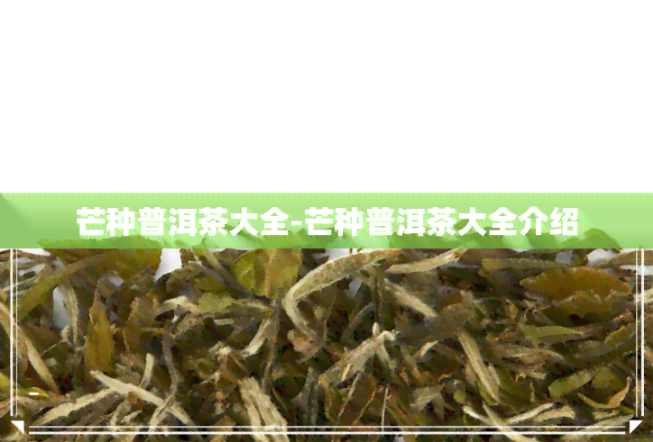 芒种普洱茶大全-芒种普洱茶大全介绍