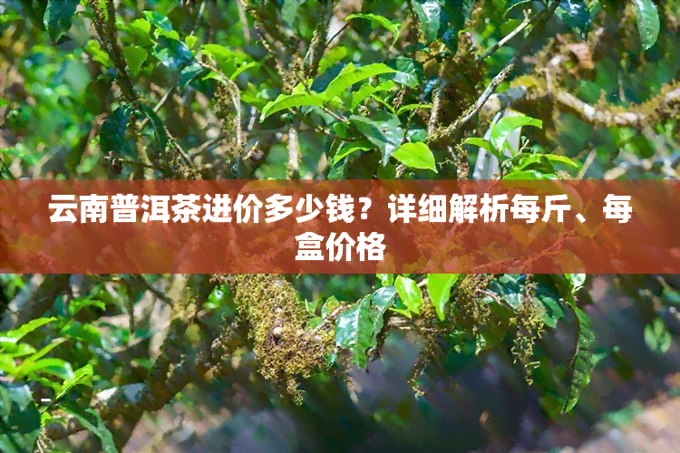 云南普洱茶进价多少钱？详细解析每斤、每盒价格